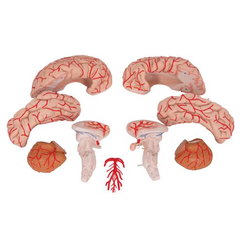 Cérebro com artérias, 9 partes, 1017868 [C20], Modelo de cérebro