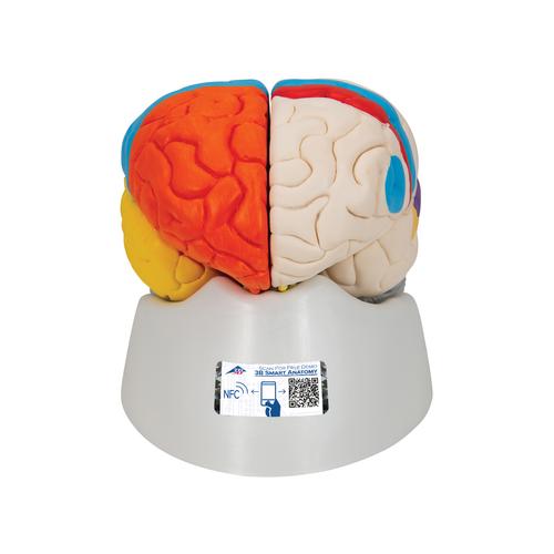 Cervello, modello funzionale, in 8 parti - 3B Smart Anatomy, 1000228 [C22], Modelli di Cervello