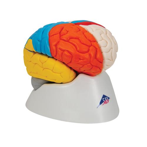 Mod&egrave;le anatomique des fonctions du cerveau, en 8 parties, 1000228 [C22], Mod&egrave;les de cerveaux