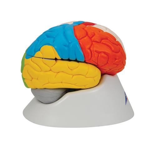 Mod&egrave;le anatomique des fonctions du cerveau, en 8 parties, 1000228 [C22], Mod&egrave;les de cerveaux