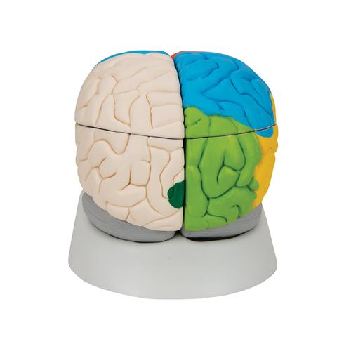 彩色分区脑模型，8部分 - 3B Smart Anatomy, 1000228 [C22], 消化系统模型