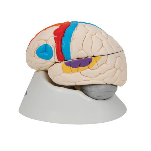 彩色分区脑模型，8部分 - 3B Smart Anatomy, 1000228 [C22], 消化系统模型