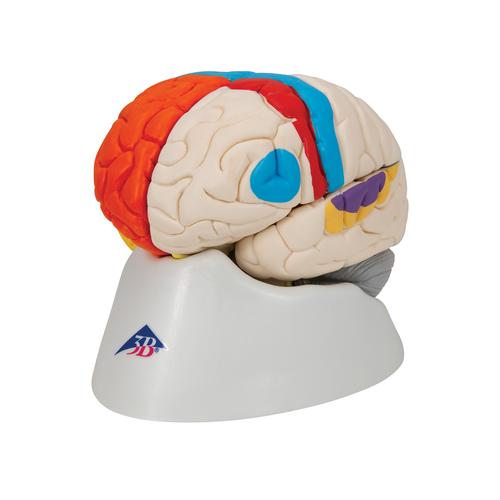 Cérebro neuro-anatômico, 8 partes, 1000228 [C22], Modelo de cérebro