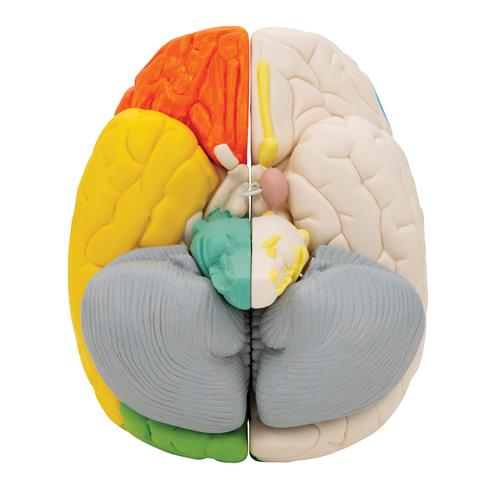 Modèle anatomique des fonctions du cerveau, en 8 parties - 3B Smart Anatomy, 1000228 [C22], Modèles de cerveaux