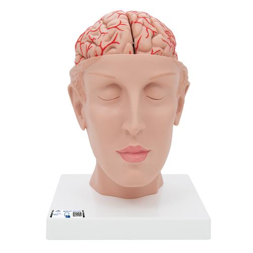 Cerveau avec art&egrave;res, mont&eacute; sur base de la t&ecirc;te, en 8 parties, 1017869 [C25], Mod&egrave;les de cerveaux