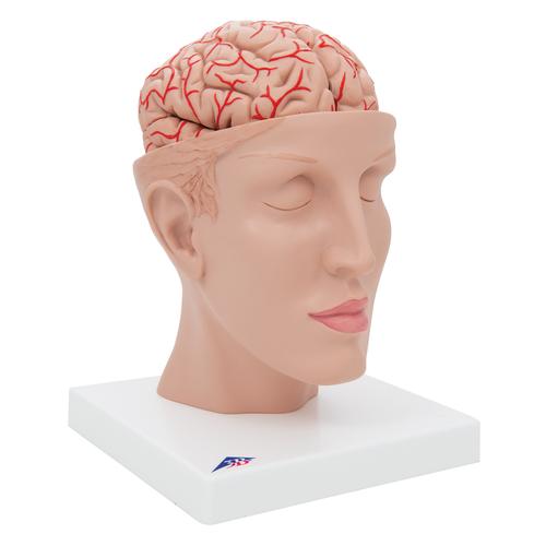 Cerveau avec artères, monté sur base de la tête, en 8 parties - 3B Smart Anatomy, 1017869 [C25], Modèles de cerveaux