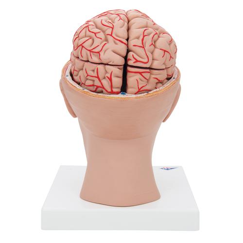 Cerveau avec art&egrave;res, mont&eacute; sur base de la t&ecirc;te, en 8 parties, 1017869 [C25], Mod&egrave;les de cerveaux