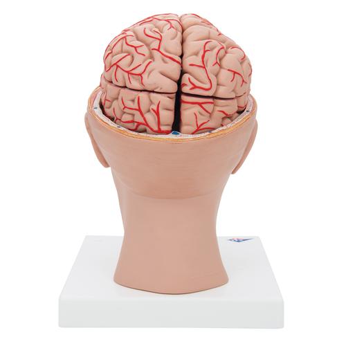 豪华型脑模型带颅底动脉，8部分 - 3B Smart Anatomy, 1017869 [C25], 消化系统模型