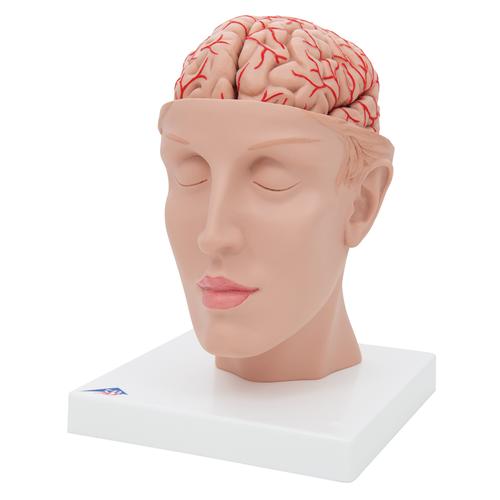 Cerveau avec art&egrave;res, mont&eacute; sur base de la t&ecirc;te, en 8 parties, 1017869 [C25], Mod&egrave;les de cerveaux