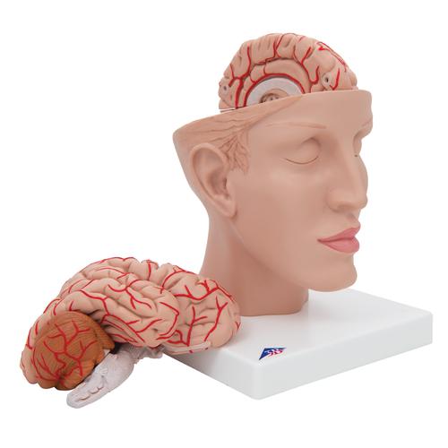 Cerveau avec art&egrave;res, mont&eacute; sur base de la t&ecirc;te, en 8 parties, 1017869 [C25], Mod&egrave;les de cerveaux