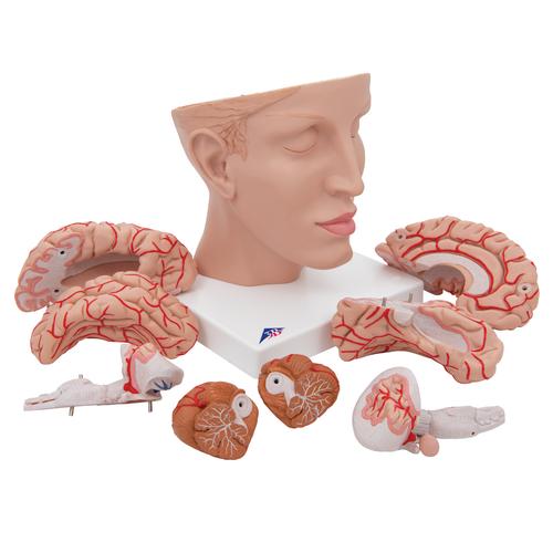 Cerveau avec artères, monté sur base de la tête, en 8 parties - 3B Smart Anatomy, 1017869 [C25], Modèles de cerveaux
