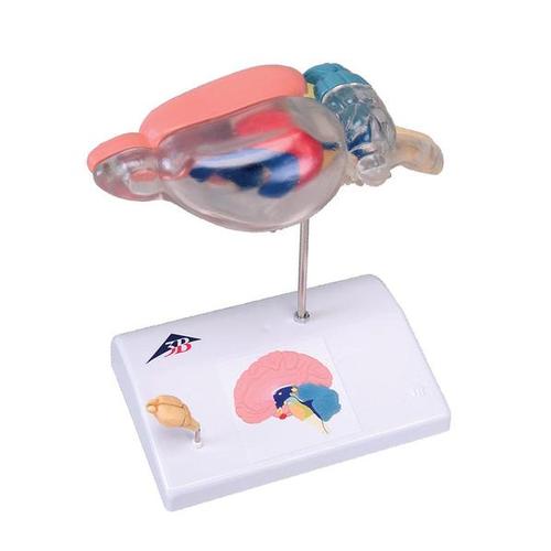 Cerveau de rat pour anatomie compar&eacute;e, 1000230 [C29], Mod&egrave;les de cerveaux