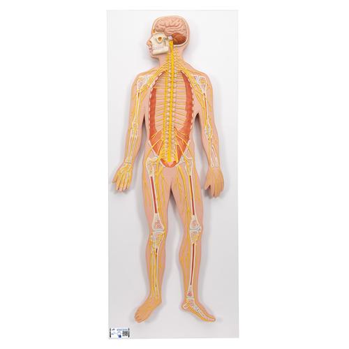 Human Nervous System Model, 1/2 Life-Size - 3B Smart Anatomy, 1000231 [C30], Nervous System Models