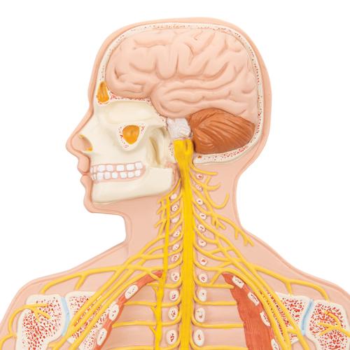 Système nerveux, echelle 1/2 - 3B Smart Anatomy, 1000231 [C30], Modèles de systèmes nerveux