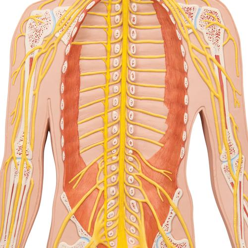 Sistema nervoso, metà della grandezza naturale - 3B Smart Anatomy, 1000231 [C30], Modelli di Sistema Nervoso