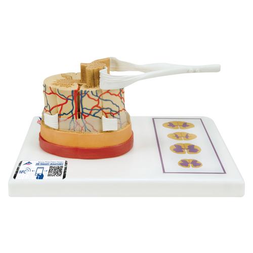 Модель спинного мозга с нервными окончаниями - 3B Smart Anatomy, 1000238 [C41], Модели позвоночника человека