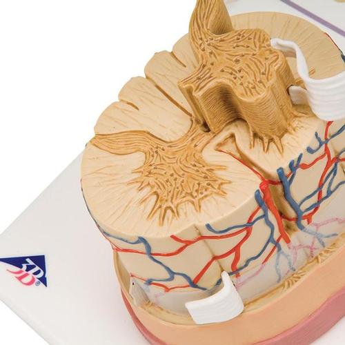Médula espinal con terminaciones nerviosas - 3B Smart Anatomy, 1000238 [C41], Modelos de vértebras