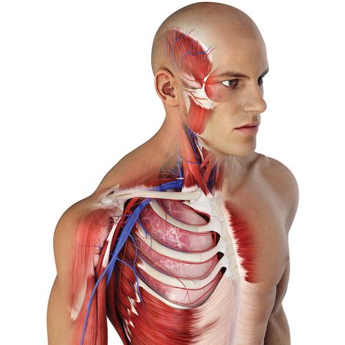 Complete Anatomy – Professional License, 10262 [CA-PRO], Complete Anatomy