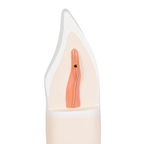 Lower Incisor Human Tooth Model, 2 part - 3B Smart Anatomy, 1000240 [D10/1], Dental Models