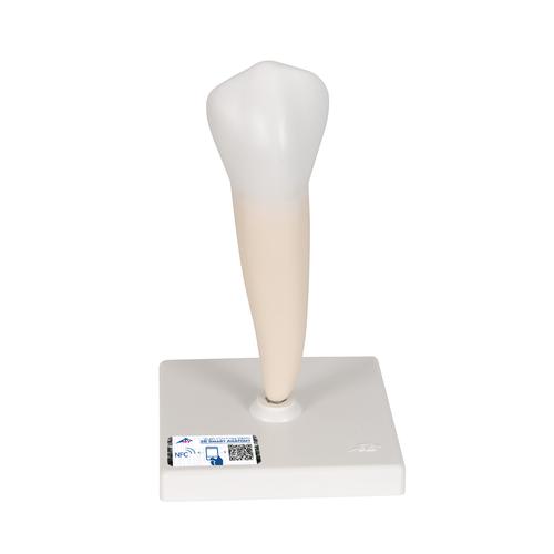 Zahn Modell Unterer Einwurzeliger Pr&auml;molar, 1000242 [D10/3], Zahnmodelle