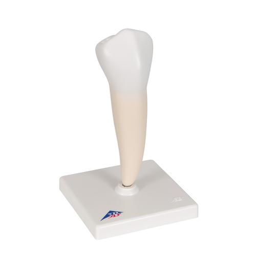 Primer molar inferior de ra&iacute;z sencilla, 1000242 [D10/3], Modelos dentales