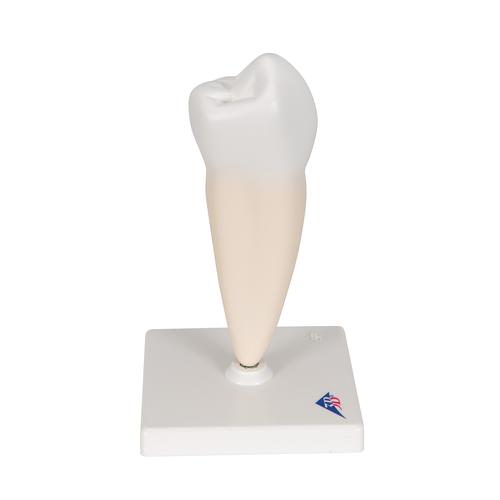 Pré-molar inferior com raiz única, 1000242 [D10/3], Modelos dentais