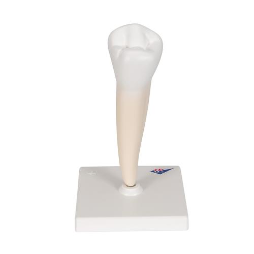 Zahn Modell Unterer Einwurzeliger Pr&auml;molar, 1000242 [D10/3], Zahnmodelle