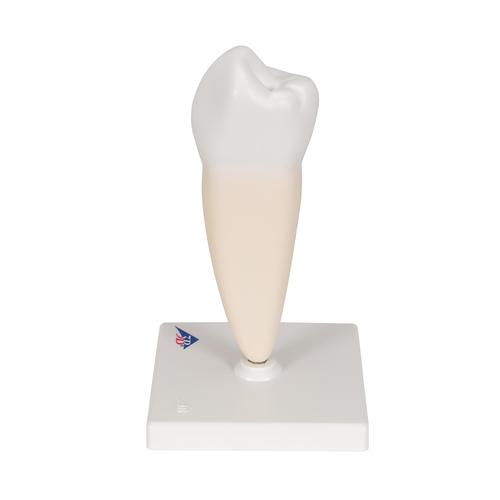 Pré-molar inferior com raiz única, 1000242 [D10/3], Modelos dentais