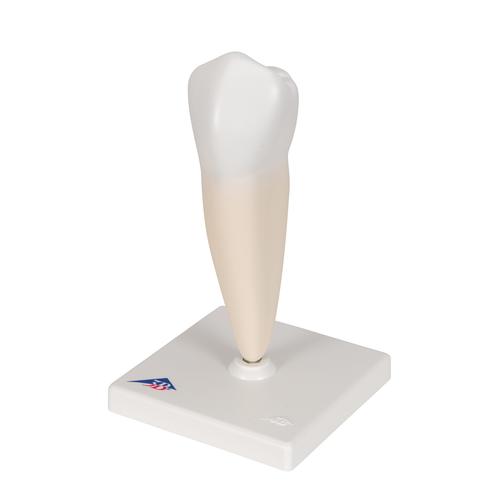 Primer molar inferior de ra&iacute;z sencilla, 1000242 [D10/3], Modelos dentales