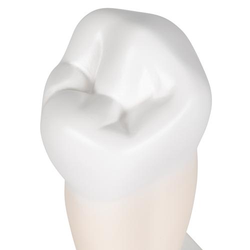 Primer molar inferior de ra&iacute;z sencilla, 1000242 [D10/3], Modelos dentales