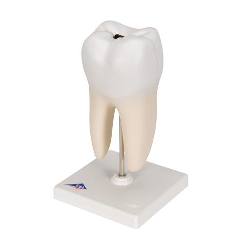 Molar inferior con 2 raíces - 3B Smart Anatomy, 1000243 [D10/4], Modelos dentales
