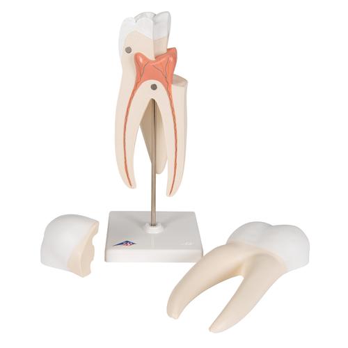 上颌三根臼齿，3部分 - 3B Smart Anatomy, 1017580 [D10/5], 牙齿模型