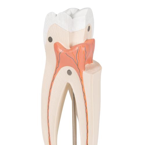 Dente molare superiore a tre radici, in 3 parti - 3B Smart Anatomy, 1017580 [D10/5], Modelli Dentali