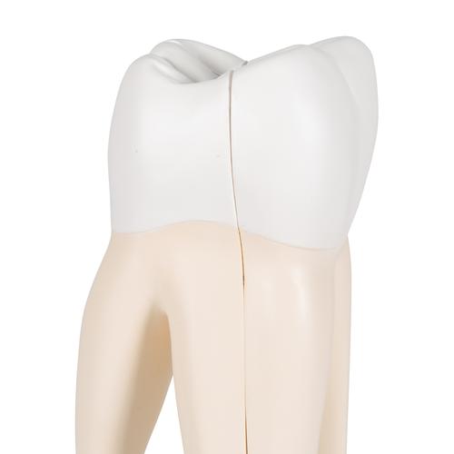 上颌三根臼齿，3部分 - 3B Smart Anatomy, 1017580 [D10/5], 牙齿模型