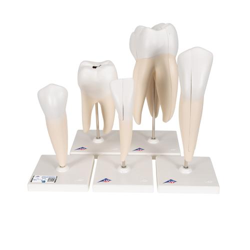 Série clássica de modelos de dente, 8 vezes o tamanho natural, 5 modelos, 1017588 [D10], Modelos dentais