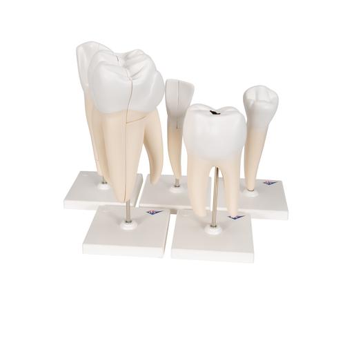 Серия классических моделей зуба - 3B Smart Anatomy, 1017588 [D10], Модели зубов