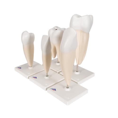치아 모형, 5가지 타입 Human Tooth Models Set "Classic Series", 5 Models  - 3B Smart Anatomy, 1017588 [D10], 치아 모형