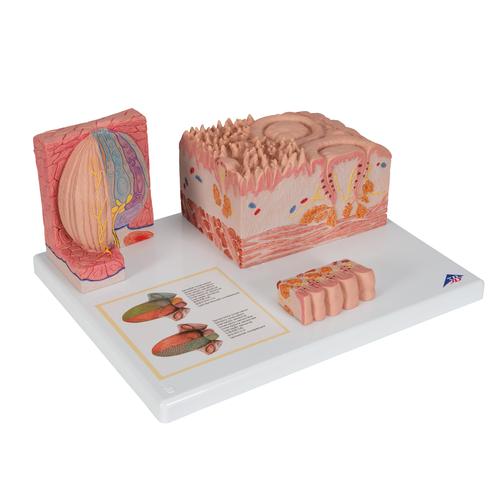 Модель языка из серии 3B MICROanatomy - 3B Smart Anatomy, 1000247 [D17], Модели пищеварительной системы человека