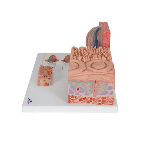 3B MICROanatomie Modell Zunge - 3B Smart Anatomy, 1000247 [D17], Verdauungssystem
