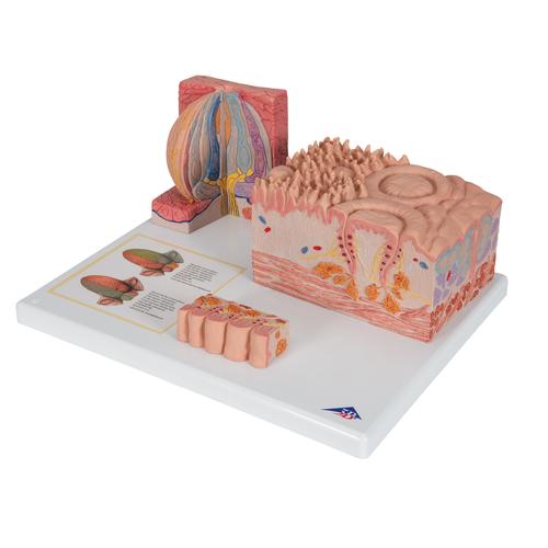 3B MICROanatomy™ Human Tongue Model - 3B Smart Anatomy, 1000247 [D17], Dental Models