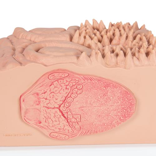  微观舌解剖模型 , 1000247 [D17], 消化系统