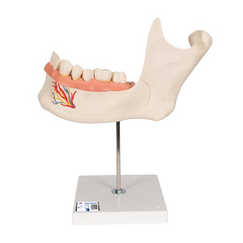 Half Lower Human Jaw Model, 3 times Full-Size, 6 part - 3B Smart Anatomy, 1000249 [D25], Dental Models