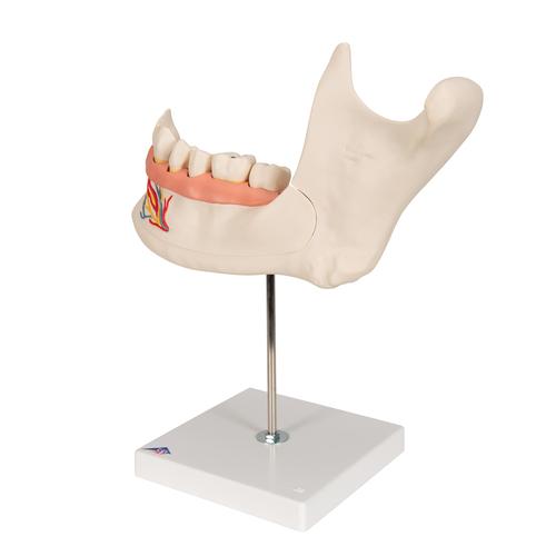 Mitad de la mandíbula inferior, 3 veces su tamaño natural, 6 piezas - 3B Smart Anatomy, 1000249 [D25], Modelos dentales