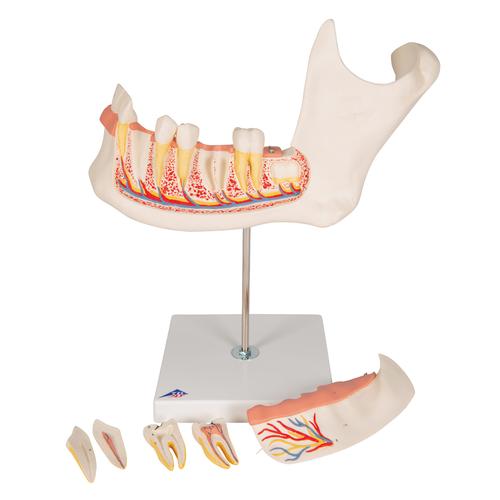 Mitad de la mandíbula inferior, 3 veces su tamaño natural, 6 piezas - 3B Smart Anatomy, 1000249 [D25], Modelos dentales