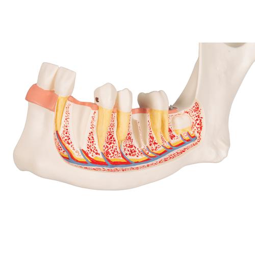 Metade inferior da mandíbula, 3 vezes o tamanho natural, 6 partes, 1000249 [D25], Modelos dentais