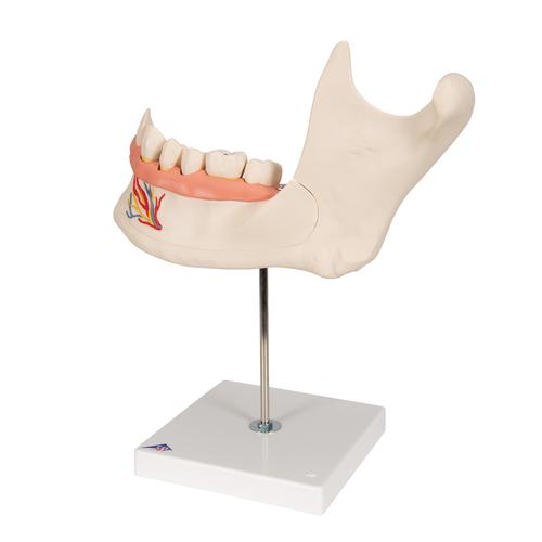 하악 절반 모형 Half Lower Jaw, 3 times full-size, 6 part - 3B Smart Anatomy, 1000249 [D25], 치아 모형