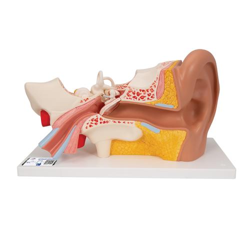 Fül, az eredeti méret 3-szorosa, 4 részes - 3B Smart Anatomy, 1000250 [E10], Fül-orr-gégészeti modellek