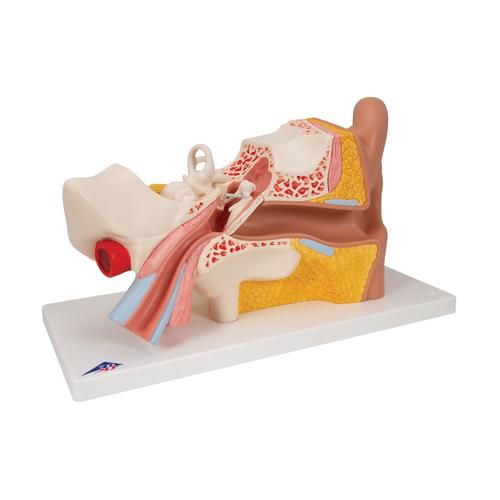 Modèle anatomique de l'oreille, agrandie 3 fois, en 4 parties - 3B Smart Anatomy, 1000250 [E10], Modèles ORL