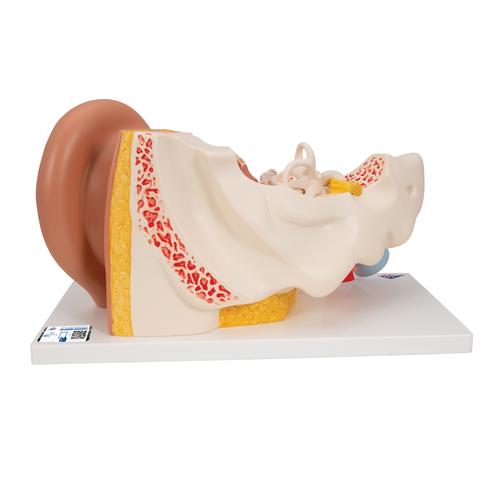 Human Ear Model, 3 times Life-Size, 4 part - 3B Smart Anatomy, 1000250 [E10], Ear Models