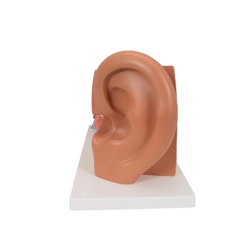 耳模型，实物3倍，4部分 - 3B Smart Anatomy, 1000250 [E10], 耳鼻喉模型